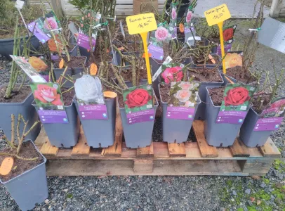 espaces pépinière à Benais près de Bourgueil en Indre-et-Loire 37