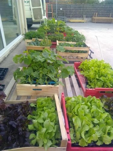 ARRIVAGE DES PREMIERS PLANTS DE LEGUMES